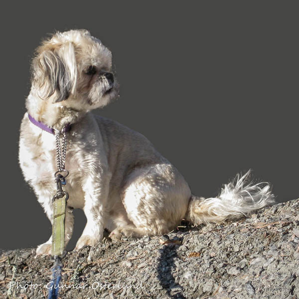 Högt uppsatt hund.