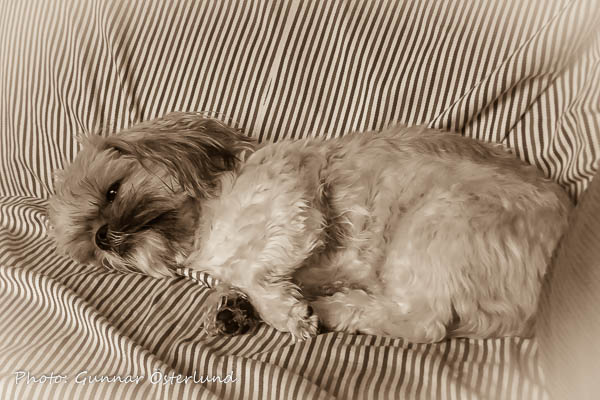 Mimi älskar att slappa i soffan.