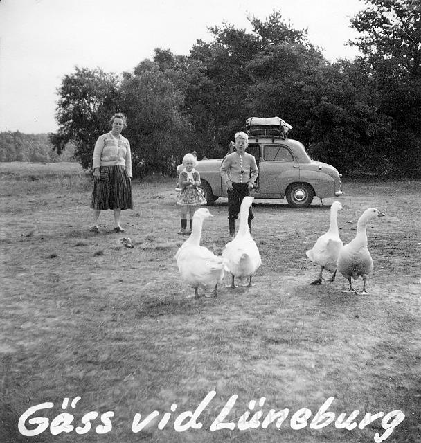 Gäss vid Lüneburg