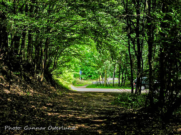 Skog i närheten av Rhen.