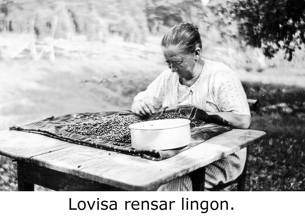 Lovisa Österlund rensar lingon