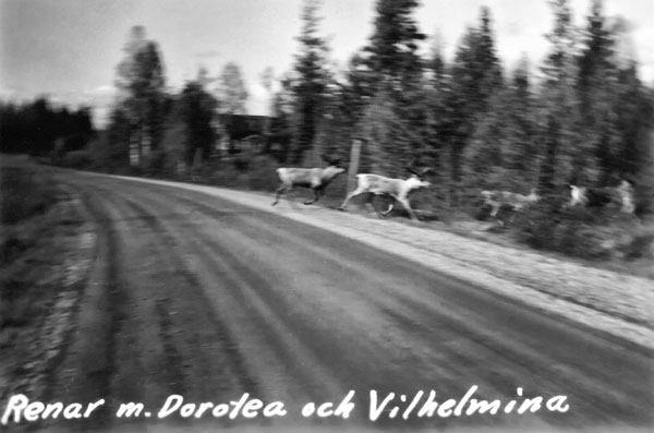 Renar korsande vägen mellan Dorotea och Vilhelmina