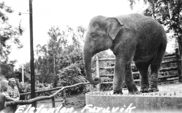 Elefant i Furuvik