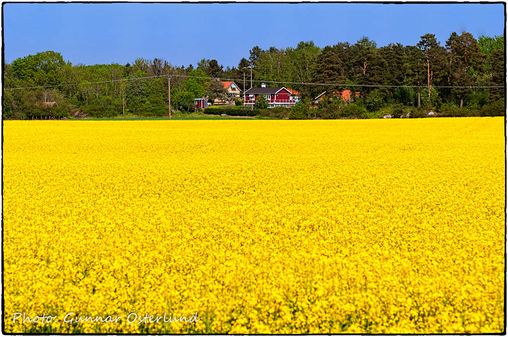 Svensk försommar