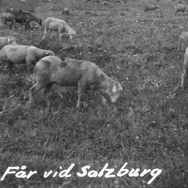 Får vid campingplatsen i Salzburg.
