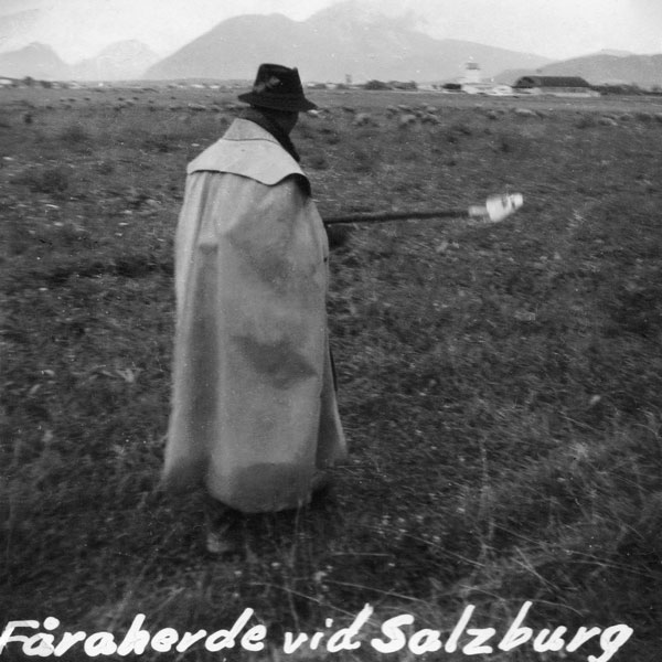 Herde vid Salzburg.