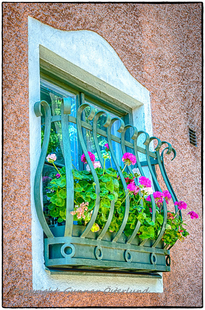 Fönsterblommor