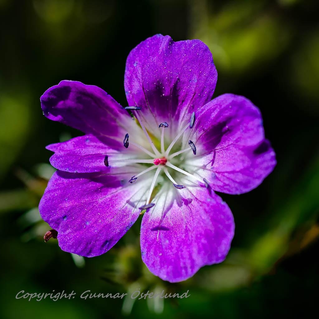 Blomma