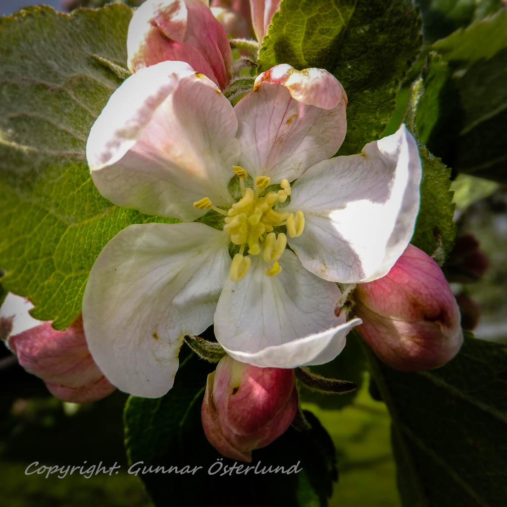 Blomma