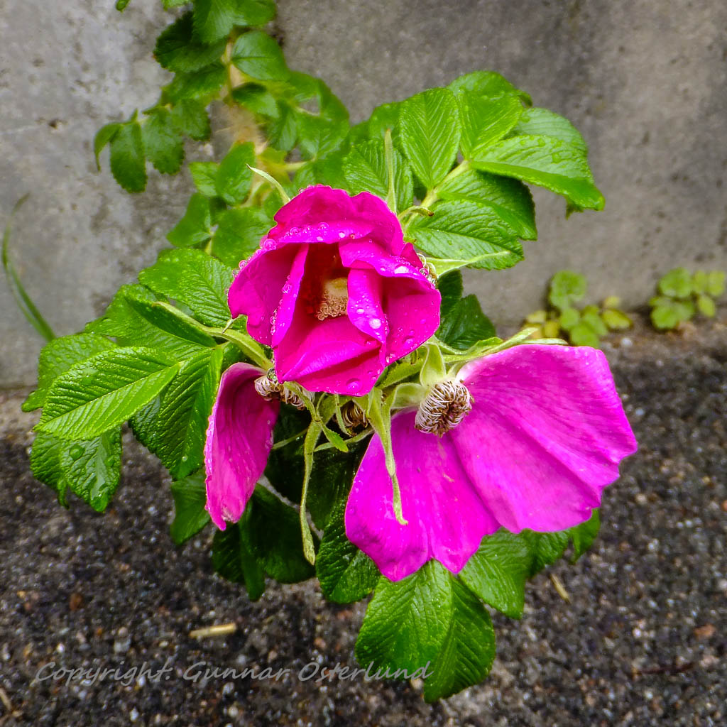 Blommande nyponros.