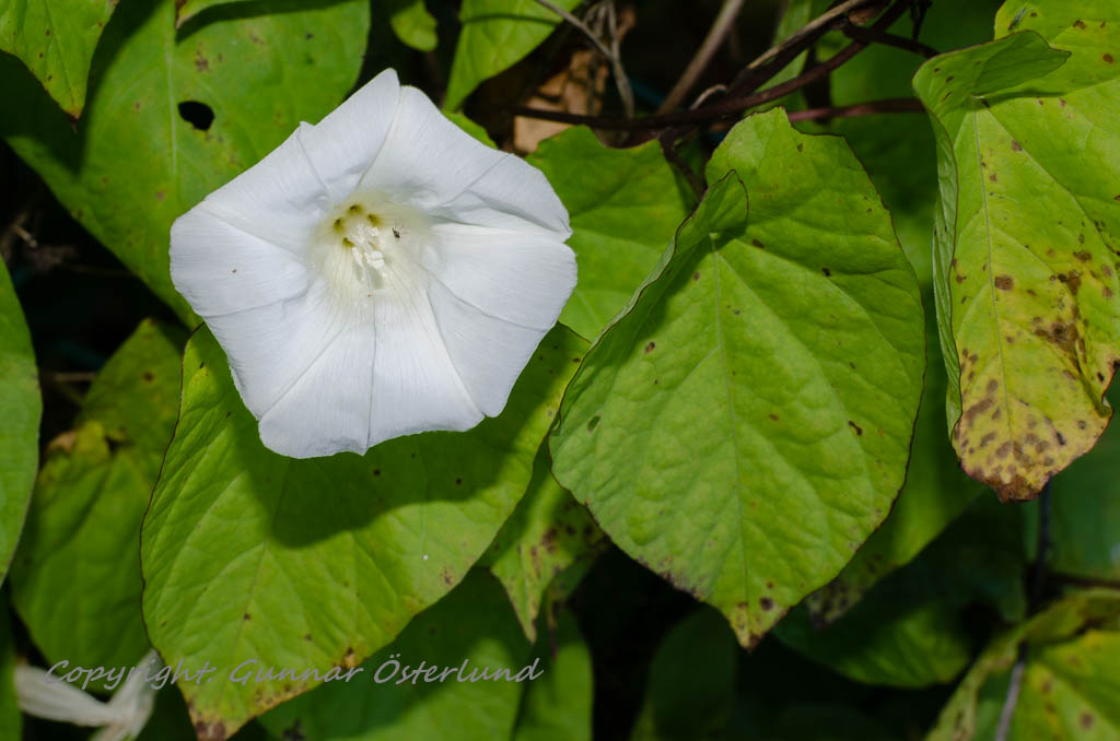 Vit blomma