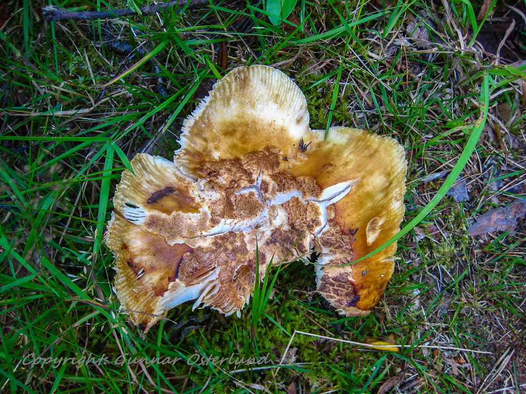 Svamp