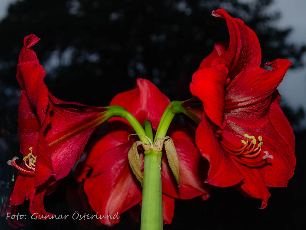 Opp Amaryllis!