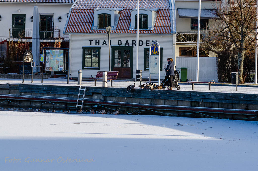 Fågelmatning vid Västerviken.