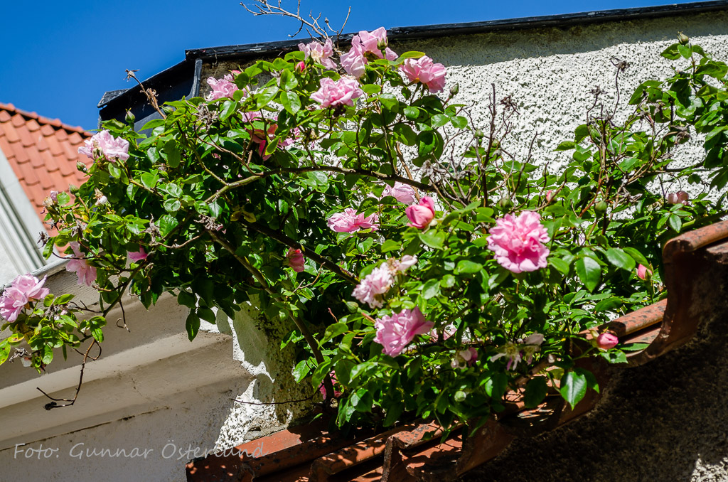 Rosor i Visby.