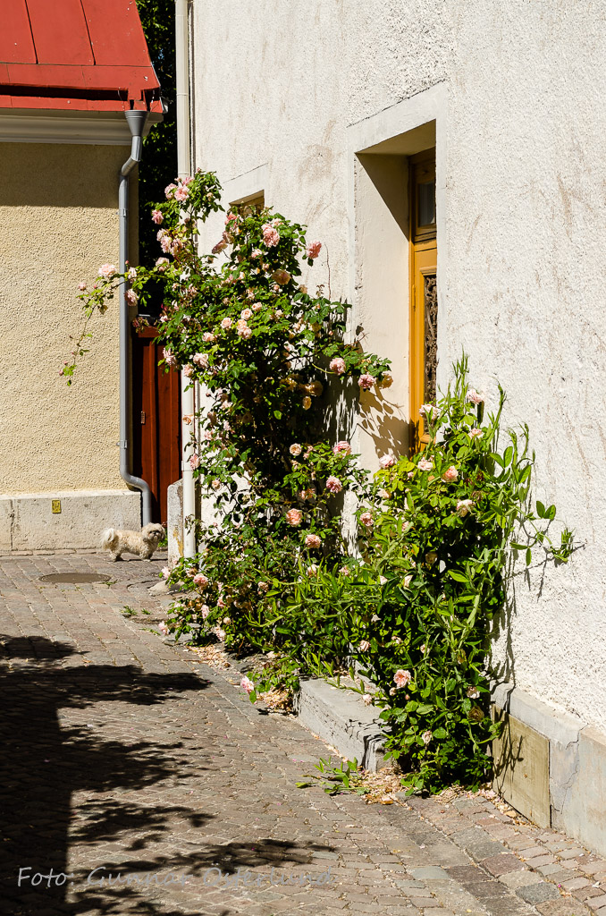 Rosor i Visby.