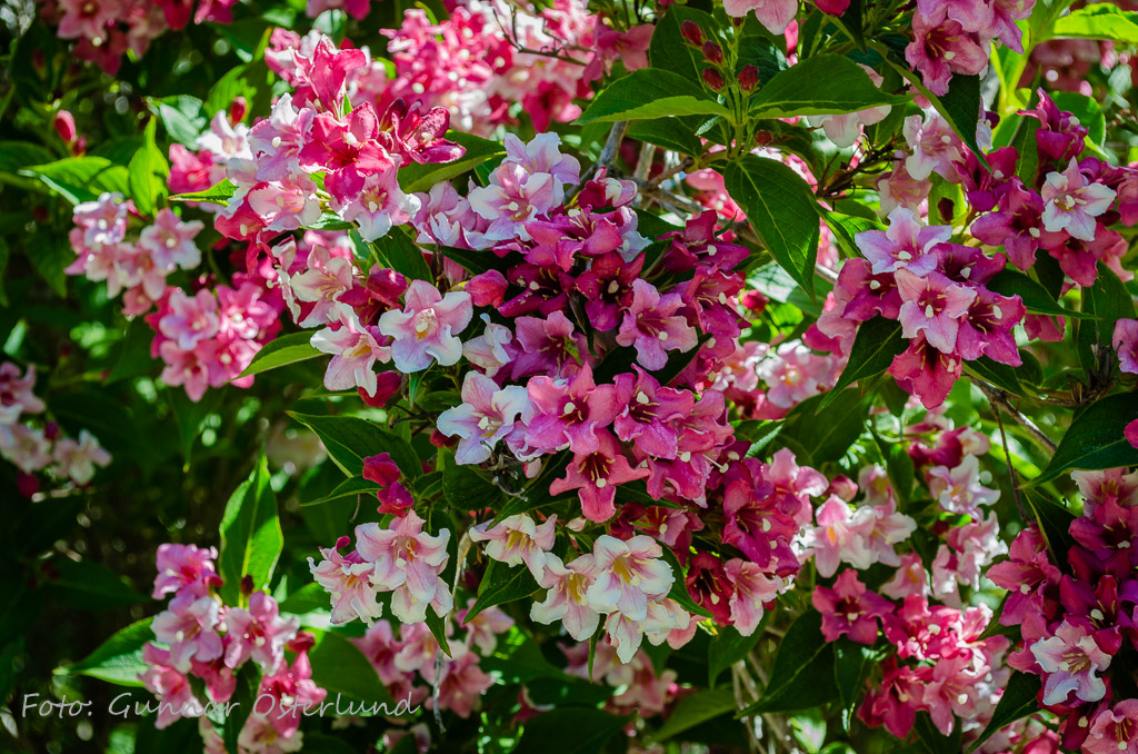Blommande buske i botaniska trädgården.