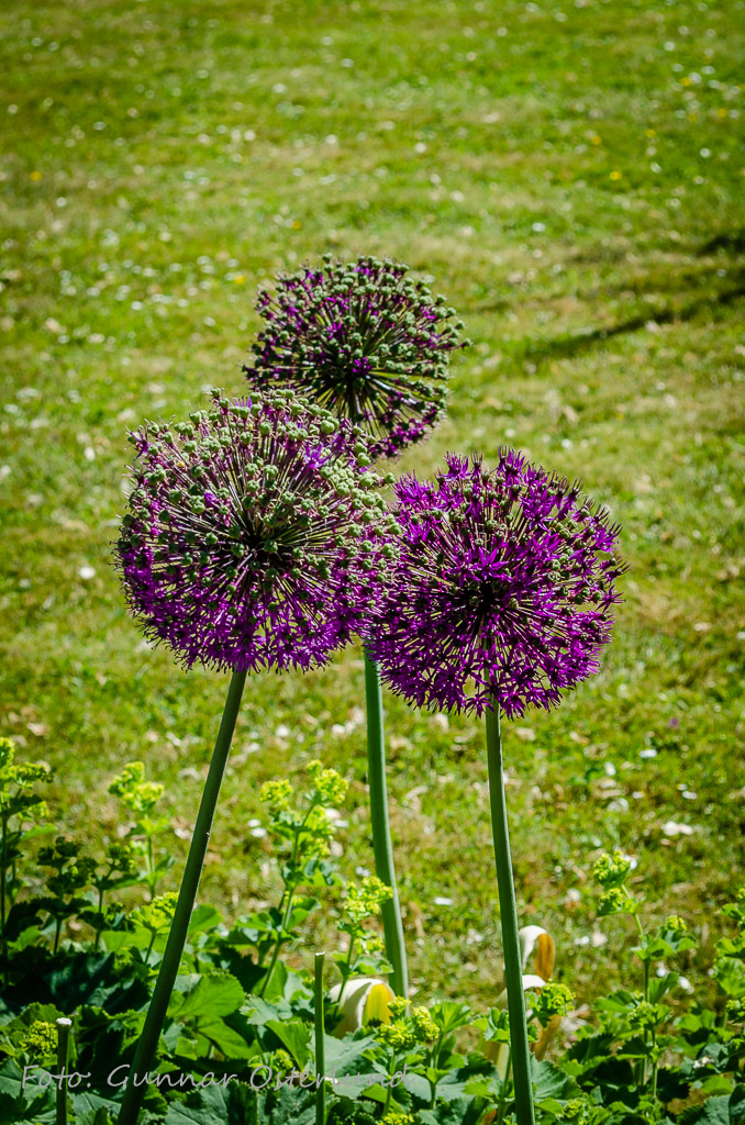 Blomma i botaniska trädgården, Visby.