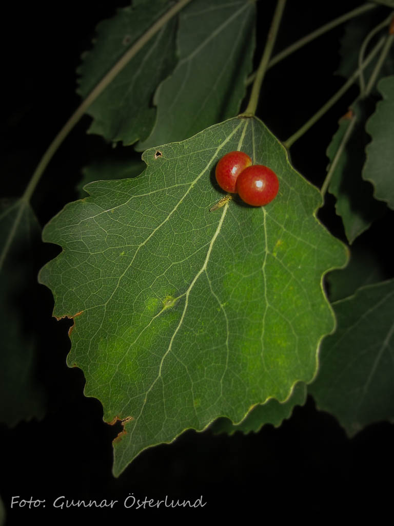 Stekelangrepp.