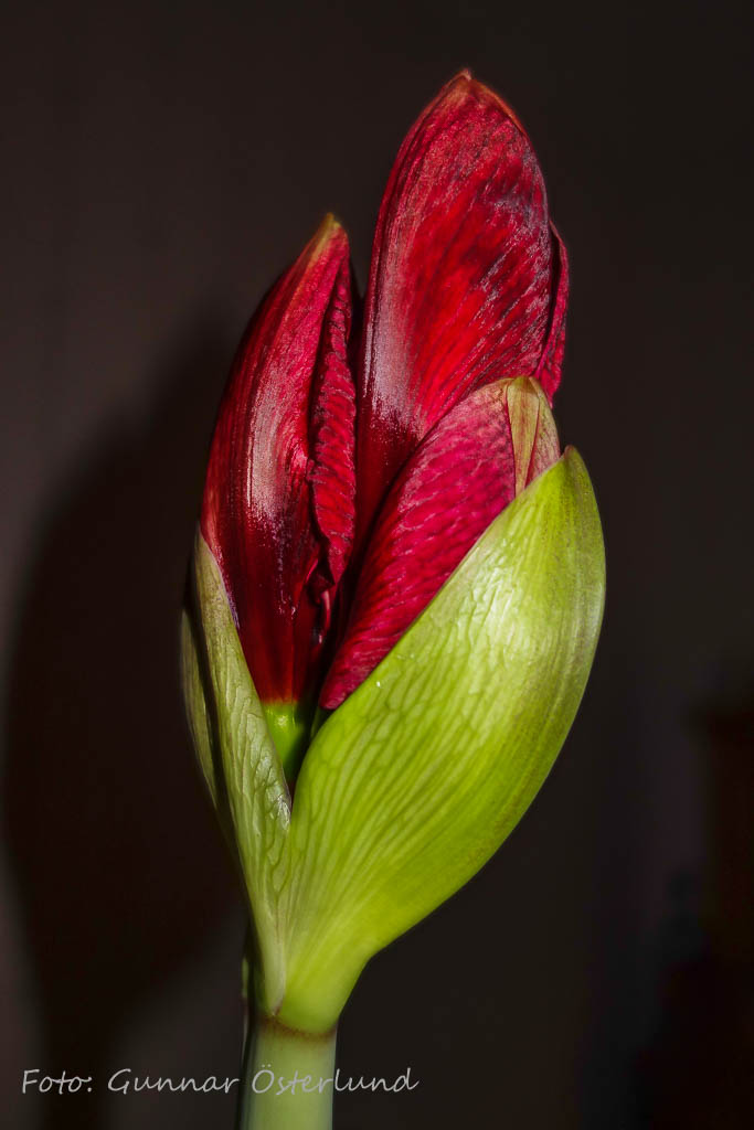 Opp Amaryllis!