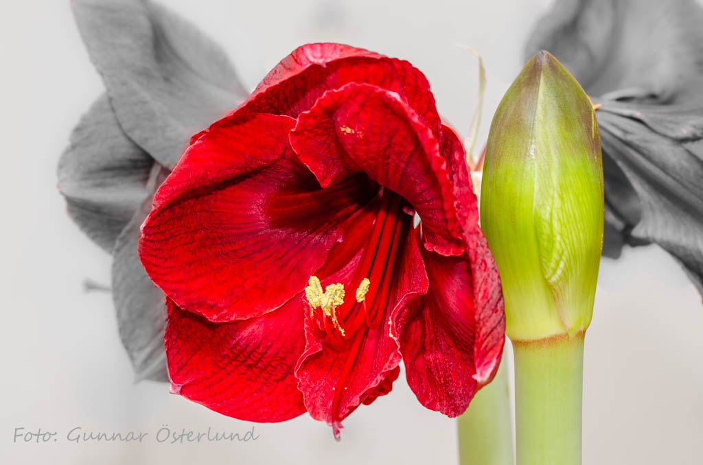 Blommande röd amaryllis.