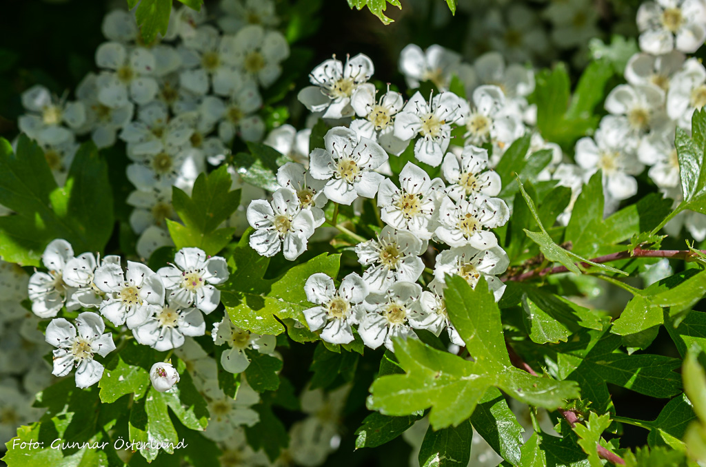 Blommande buske