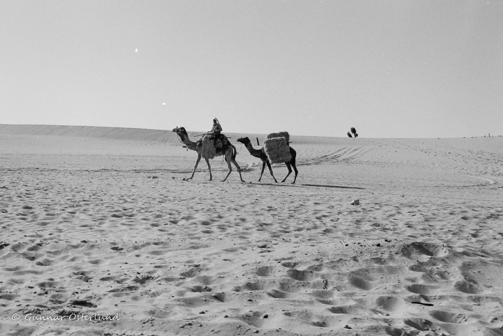 Två dromedarer i Sinais sand.
