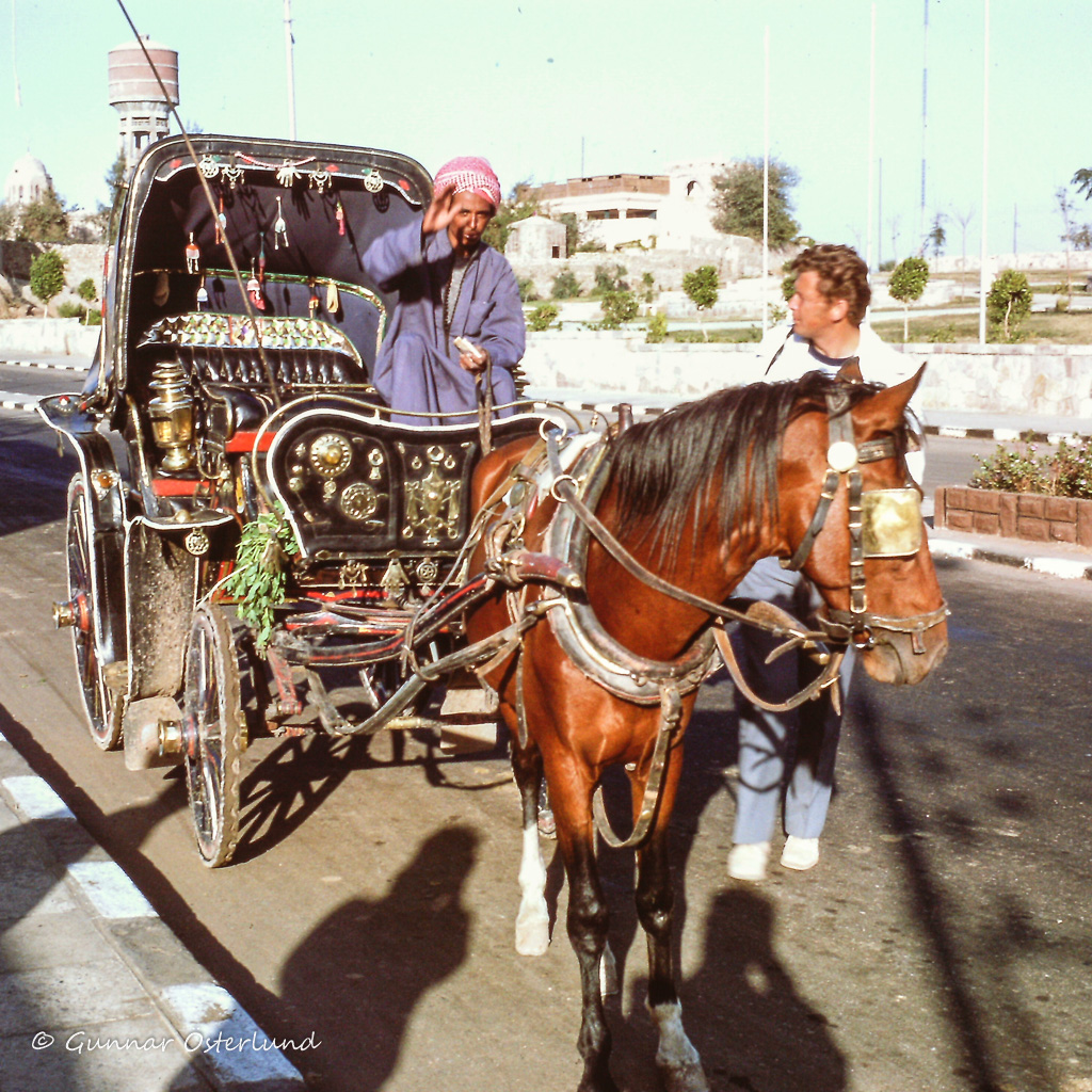 Hästdroska i Assuan.