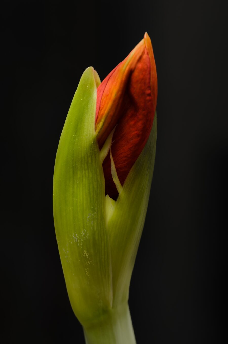 P&aring; g&aring;ng att blomma.