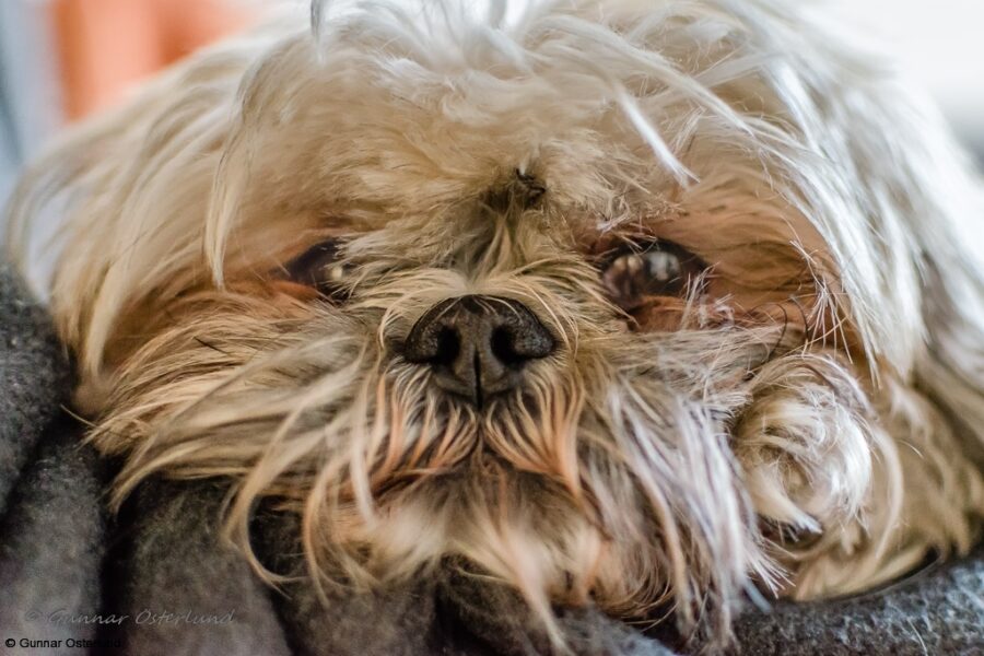 Jag ser dig, husse!