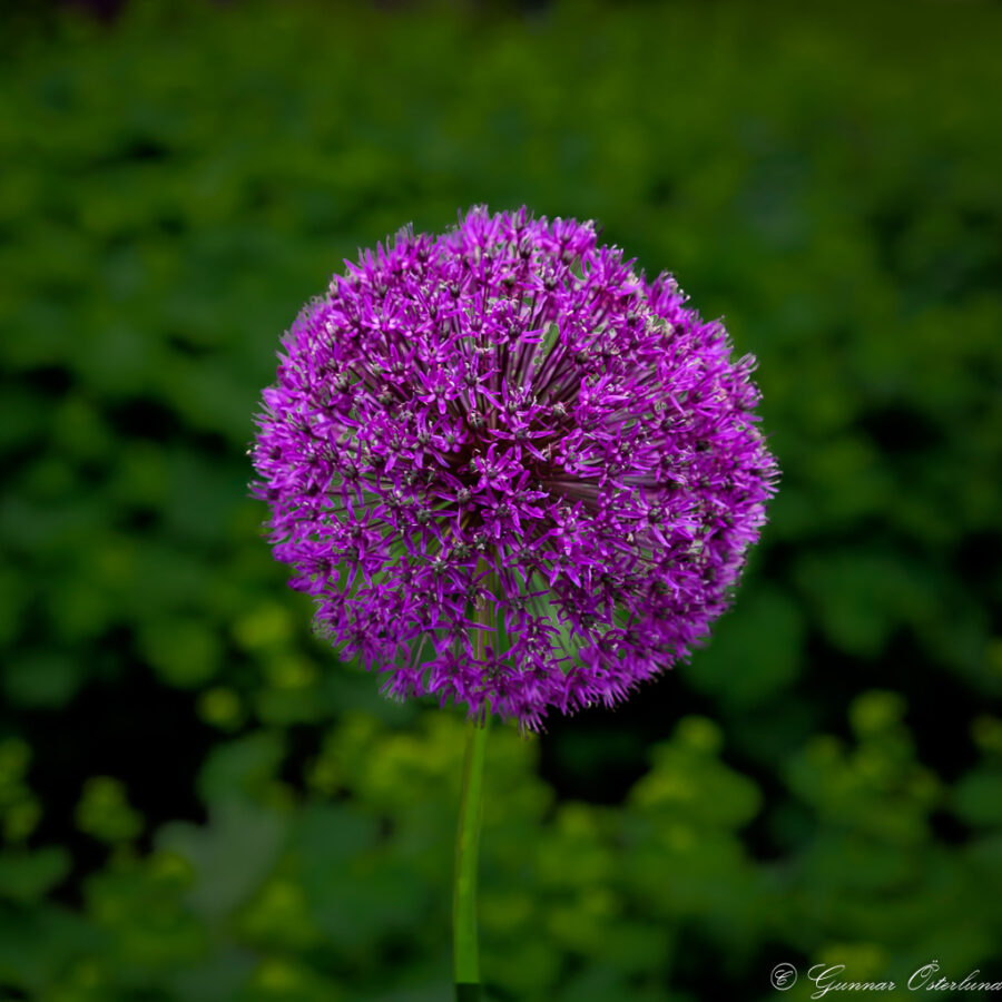 Blomklot.