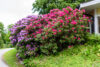 Blomsterprakt.