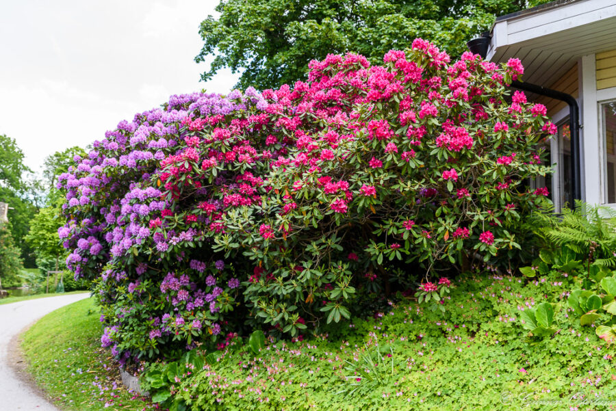 Blomsterprakt.
