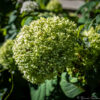 Hortensia.